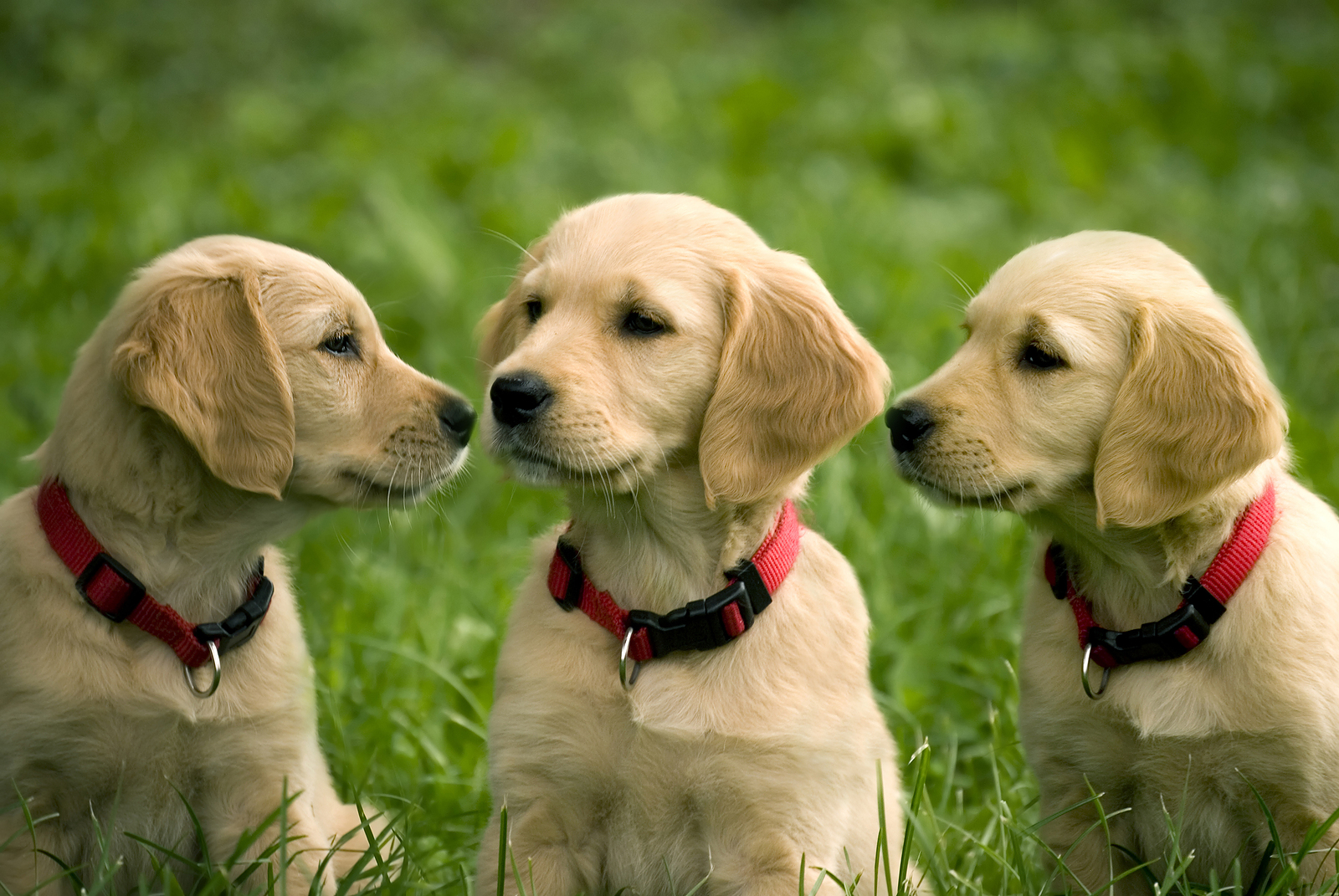three puppies